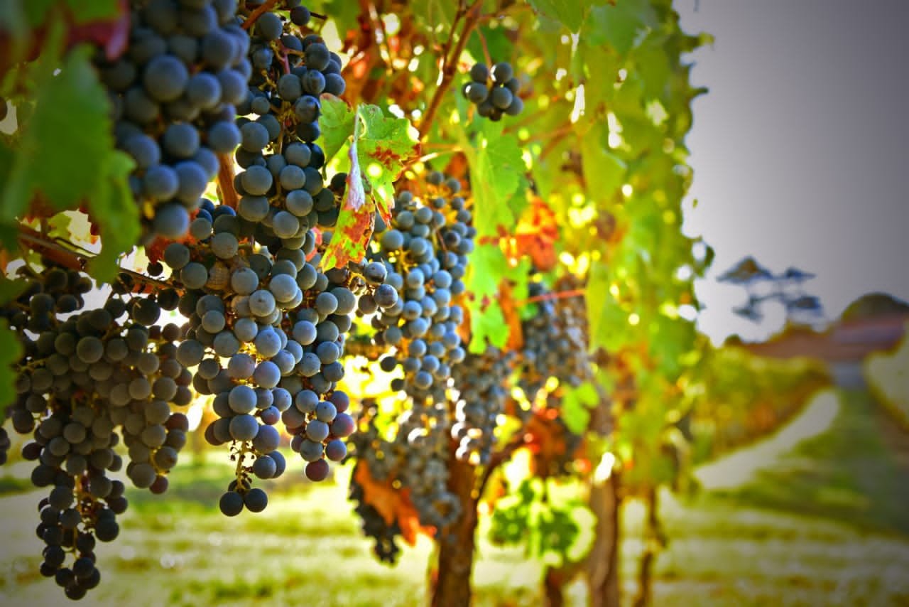 champ de raisin